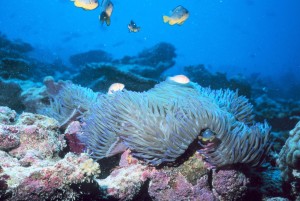 reef0481