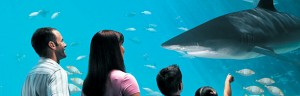 shark-tank