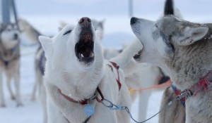 Yland_huskies_fotoJonasSundberg